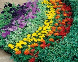 Propozycje roślin na kolorowe rabaty kwiatowe